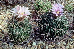 Stenocactus multicostatus - Holly Gate Cactus Nursery reference collection