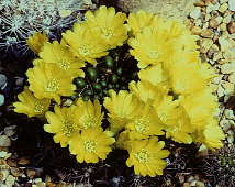 Weingartia neocumingii var riograndensis - Holly Gate Cactus Nursery reference collection