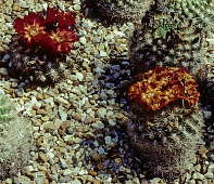 Weingartia neocumingii var trollii - Holly Gate Cactus Nursery reference collection