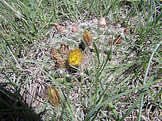 Escobaria missouriensis - Photo: Robin Howard, Cheyenne Mountain State Park, Colorado.