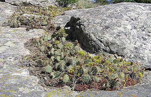 natural rock garden with Opuntia erinacea, Colorado