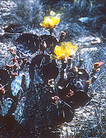Opuntia macrocentra var. violacea