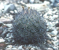 Echinocactus intertextus