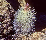 Escobaria albicolumnaria 