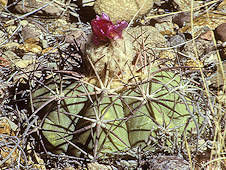 Echinocactus horizonthalonius - Chisos Mountains, Texas