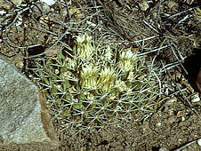 Mammillaria heyderi var meiacantha - in flower, Big Bend National Park, Texas.