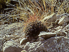 Ferocactus haematacanthus - Texas