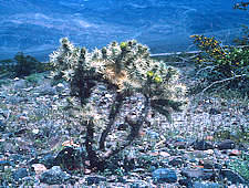 Cylindropuntia echinocarpa