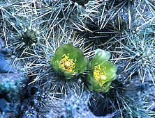 Cylindropuntia echinocarpa