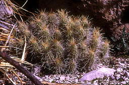 Echinocereus stramineus - Dog Canyon, Big Bend National Park