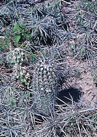 Echinocereus chisoensis