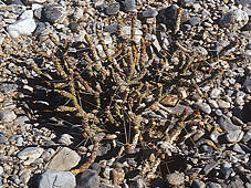 Cylindropuntia ramosissima