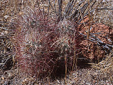 Sclerocactus polyancistrus - Death Valley National Park