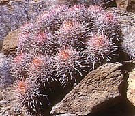 Echinocactus polycephalus - Death Valley Ca.