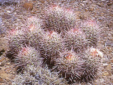 Echinocactus polycephalus - Death Valley California.