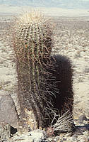 Ferocactus acanthodes Syn. Ferocactus cylindraceus - Arizona