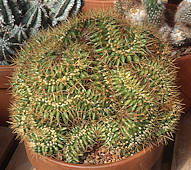 Echinocactus grusonii cristate