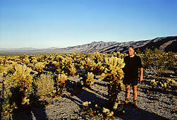 Cylindropuntia bigelovii