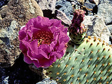 Opuntia basilaris - Death Valley Ca.