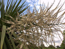 Cordyline australis flowers