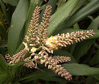 Cordyline canniifolia flowers
