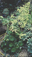 Aeonium canariense var. palmense flower
