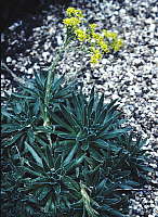 Aeonium simsii in flower