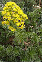 Aeonium gomerense flower