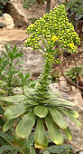 Aeonium undulatum flower