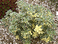 Aichryson aizoides 'variegatum'