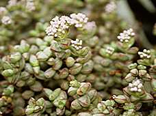 Crassula brevifolia