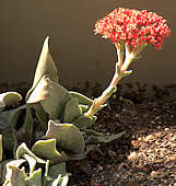 Crassula perfoliata var. falcata