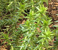 Crassula schimperi ssp. schimperi Syn. Tillea pentandra