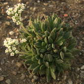 Crassula ausensis ssp. ausensis
