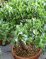 Crassula ovata cv. Blue Surprise