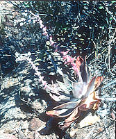 Dudleya arizonica