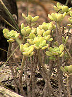 Echeveria sedoides