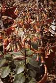 Kalanchoe cv. mirabilis