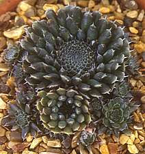 Orostachys spinosa