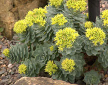 Sedum rosea