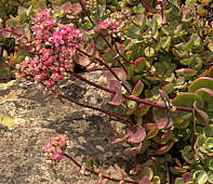 Sedum ewersii