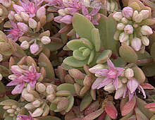 Sedum pluricaule var. yezoense