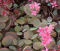 Hylotelephium (Sedum) cauticola