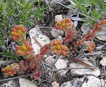 Sedum lanceolatum - Colorado