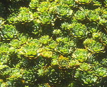 Sedum pachyclados