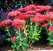 Sedum telephium - cultivated