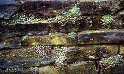 Sempervivums on wall
