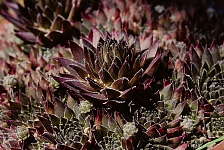 Sempervivum cv. Bronze Pastel