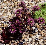 Sempervivum giuseppe flower