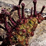 Sempervivum cv Heliotrope